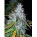 Californian Snow Auto - FastBuds